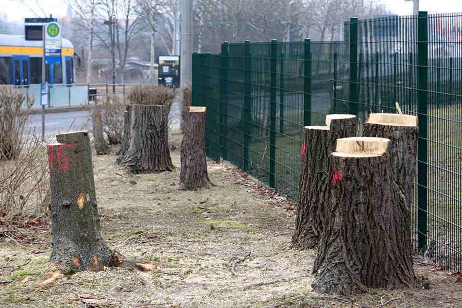 Nach Angaben des NABU fielen rund 100 Bäume und hunderte Meter Strauchhecke der Kettensäge zum Opfer.
