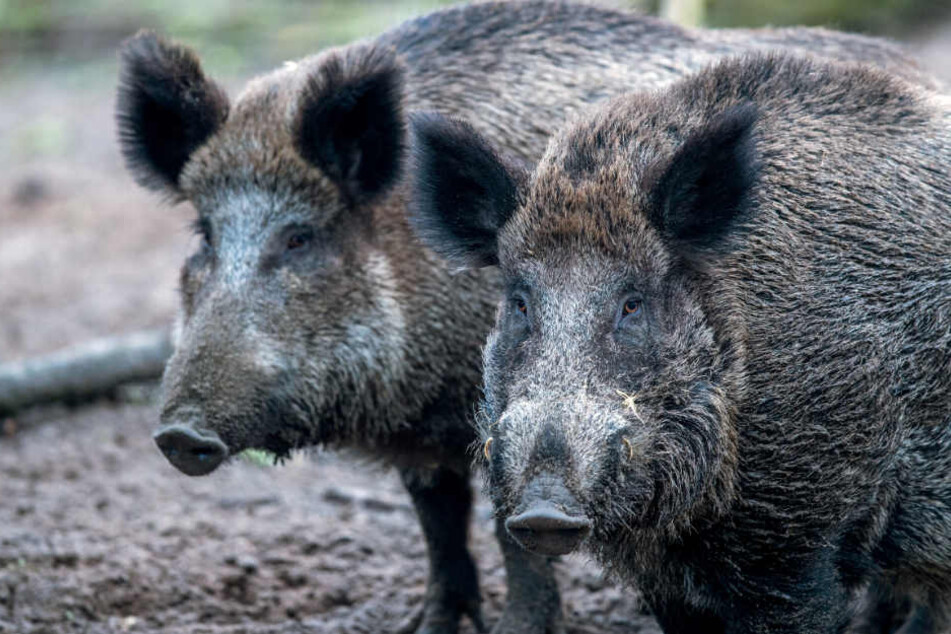 Im Freistaat Bayern müssen Wildschweine verstärkt geschossen werden. (Symbolbild)
