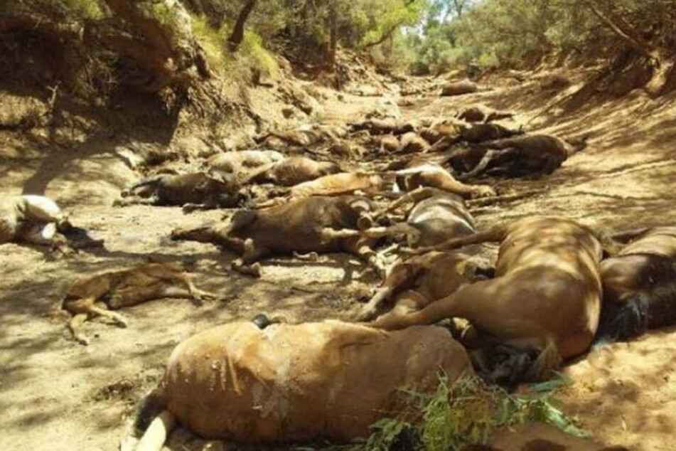 Schrecklich: In dem vertrockneten Wasserloch liegen dutzende tote Pferde.