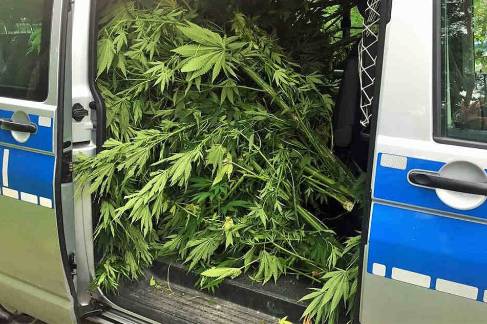 Die sichergestellten Cannabispflanzen füllten einen kompletten Polizei-Bulli aus.