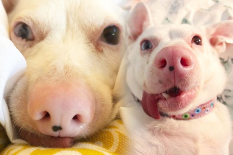 Hund oder Schwein? Das ist bei diesen Bildern die Frage.