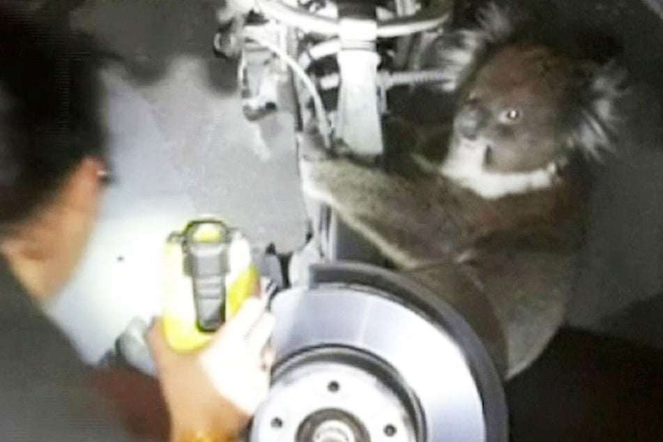 Der Koala hat eine 16 Kilometer lange Fahrt in dem Rad überlebt. Es hatte sich an der Hinterachse eines Autos festgeklammert und war als blinder Passagier mitgefahren.