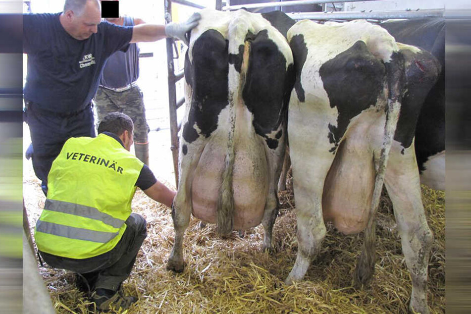 Diese Tiere waren vor der Fahrt nicht gemolken worden, waren also nicht transportfähig.