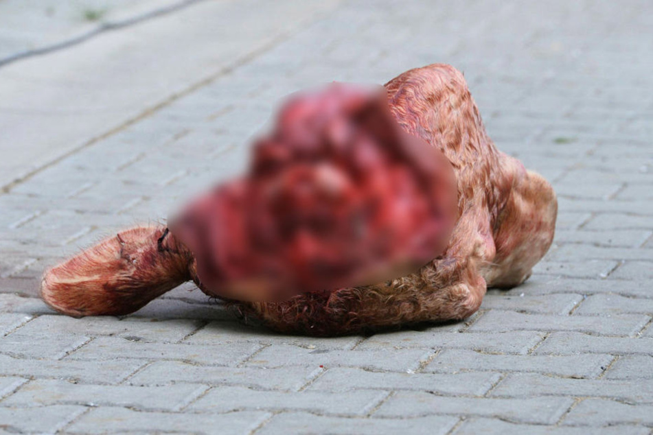 Der abgetrennte Bullenschädel liegt vor dem K-Block.