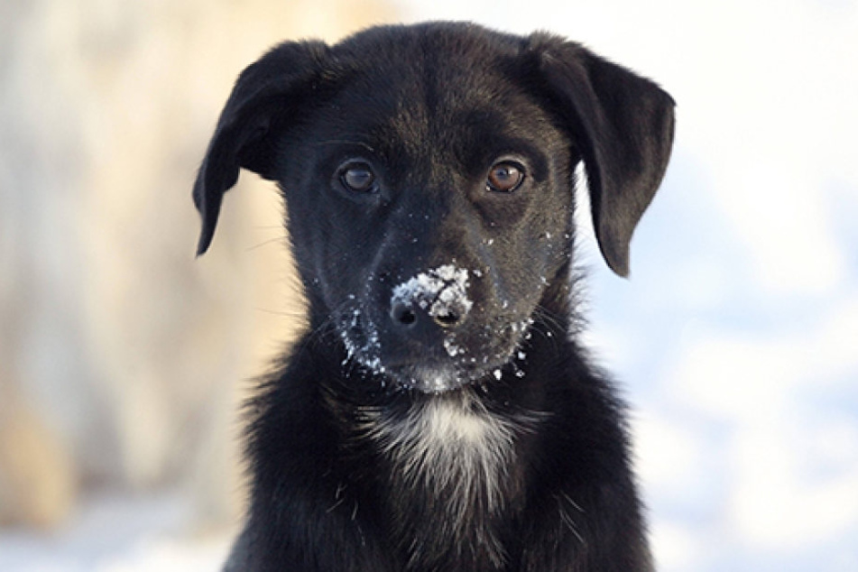 Fiese Diebe haben in Nauen ein kleines Hunde-Baby gestohlen (Symbolwelpe).