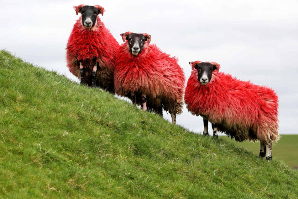Ein Schaf ist ein Schaf. Da hilft auch keine Tarnung als Rotkäppchen oder Weihnachtsmann.