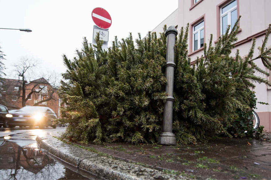 Die Feuerwehr mahnt: Christbäume sind inzwischen in der Regel sehr trocken und leicht entzündlich.
