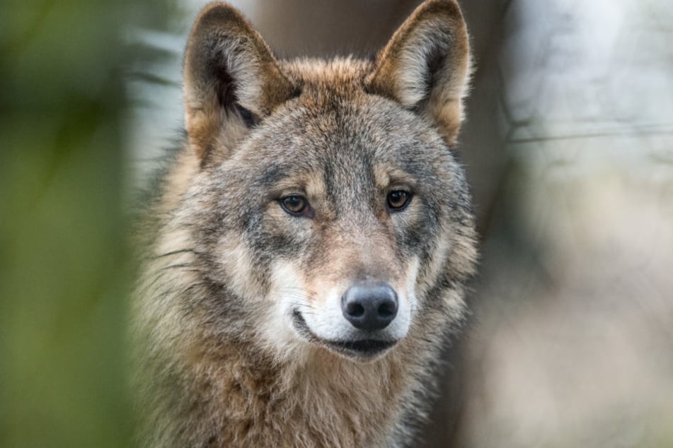 Ein Wolf im Wald. Archivbild.
