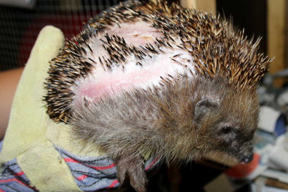 Ein durch einen Mähroboter verletzter Igel im Tierheim München.