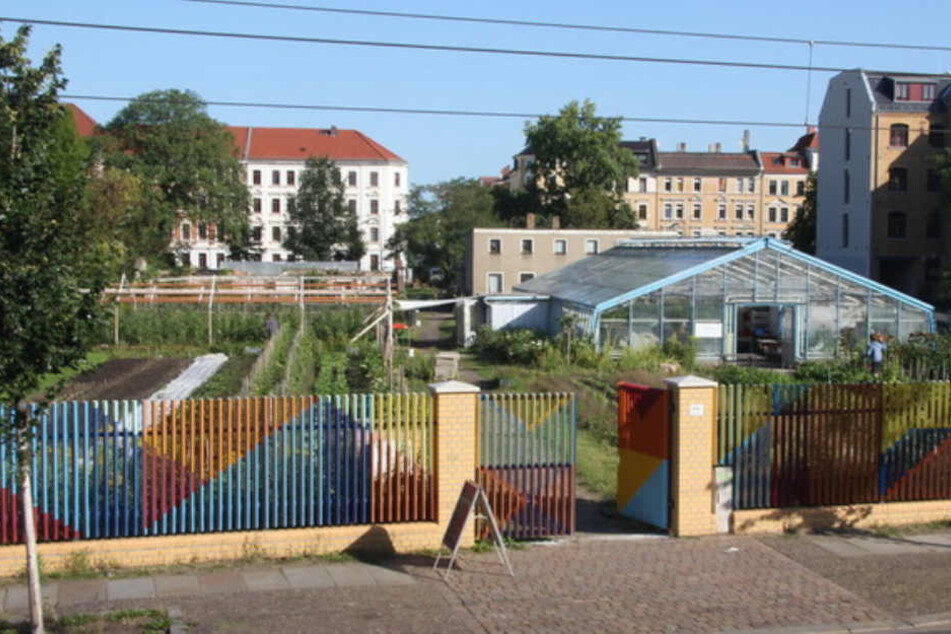 Kein Wasser für die Pflanzen! Vertrocknet das Gemüse in der Annalinde Gärntnerei Ost in diesem Sommer?