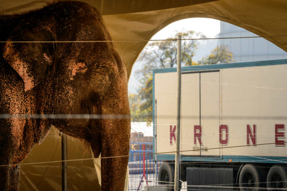 Der Circus Krone kommt vom 27. Juni bis 2. Juli nach Minden.