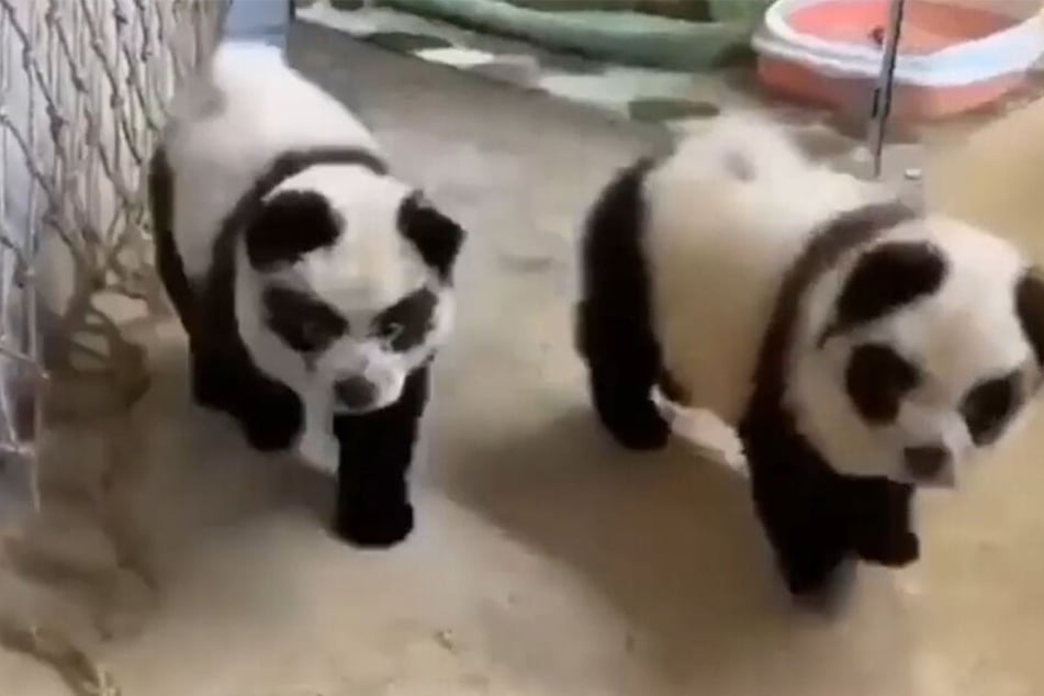 Chinesen färben Hunde, damit sie aussehen wie Pandas