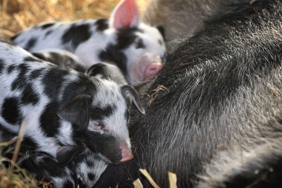 Ferkel liegen auf einem Bauernhof neben den Zitzen ihrer Mutter. Interessierte können auf dem Hof Schweine "leasen".