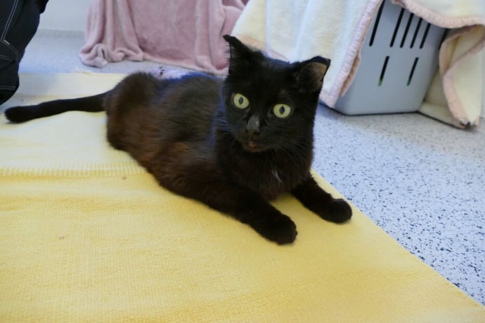 Die aufgeweckte Katze Lucifer sucht ein Zuhause, indem sie ihren Lebensabend verbringen darf.