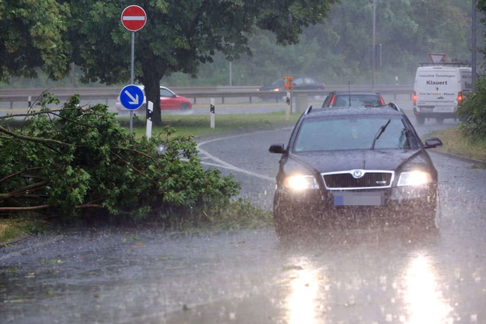 In und um Magdeburg wurden am Donnerstag zahlreiche Bäume entwurzelt.