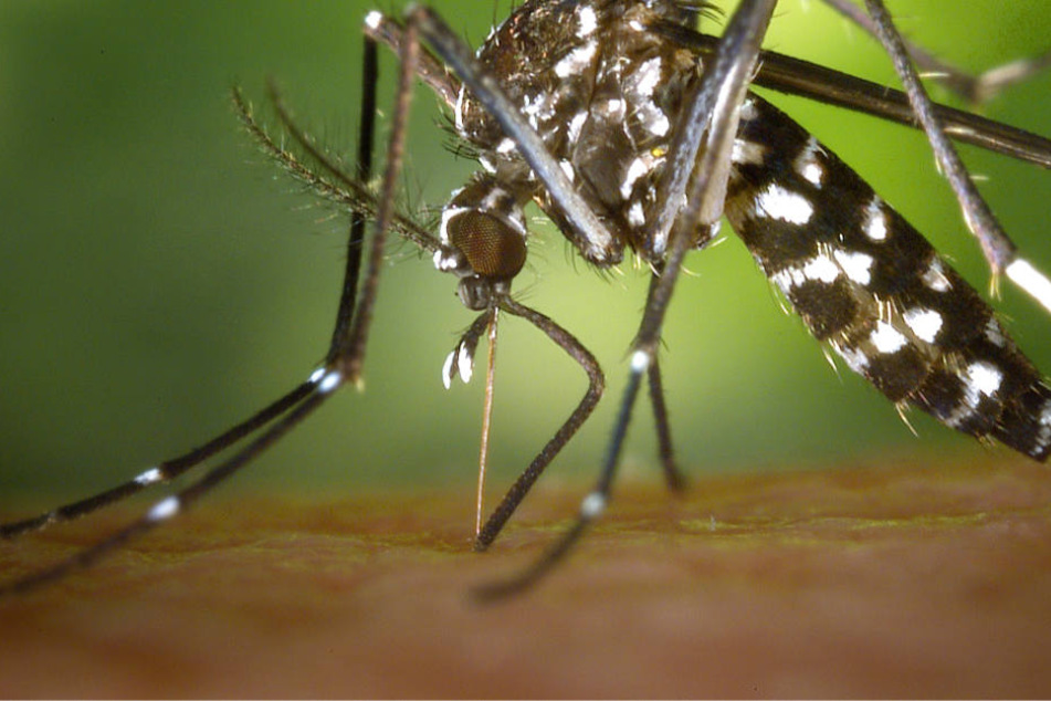 Durch ihren Stich können Tigermücken gefährliche Krankheiten wie das Dengue-Fiber übertragen.