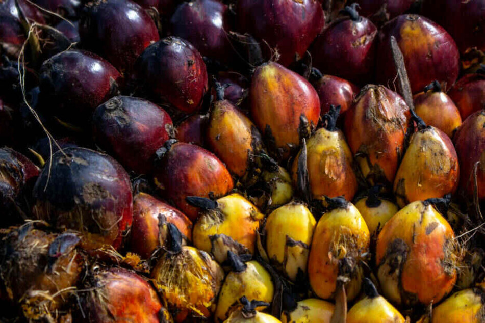 Palmöl-Früchte: Im Vergleich zu anderen Ölpflanzen ist Palmöl auf die Fläche gesehen sehr viel ertragreicher.