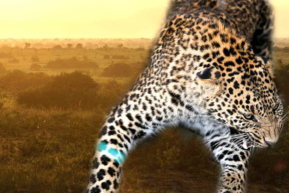 Im Queen-Elizabeth-Nationalpark wurde ein Kind von einem Leoparden aufgefressen.