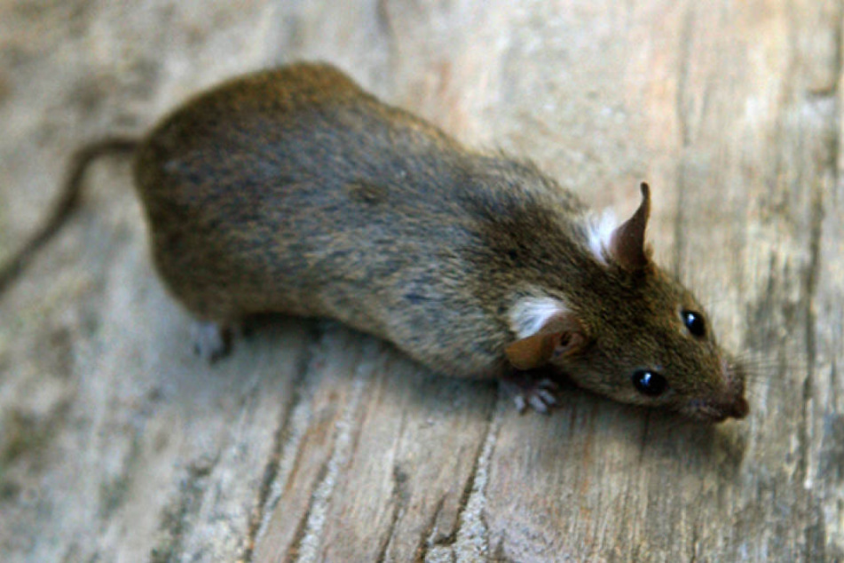 Ratten sollen der indischen Polizei ihren beschlagnahmten Alkohol weggeschlürft haben (Symbolratte).