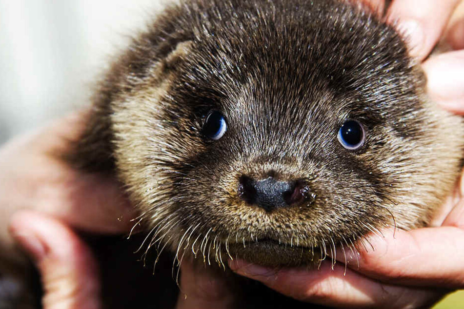 Die verunreinigten Gewässer hatten die Tiere regelrecht aussterben lassen.