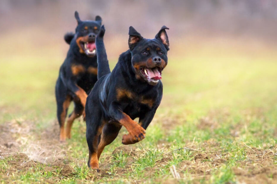 Die zwei Rottweiler zerfleischten auch den Kopf ihres Herrchens (Symbolbild).