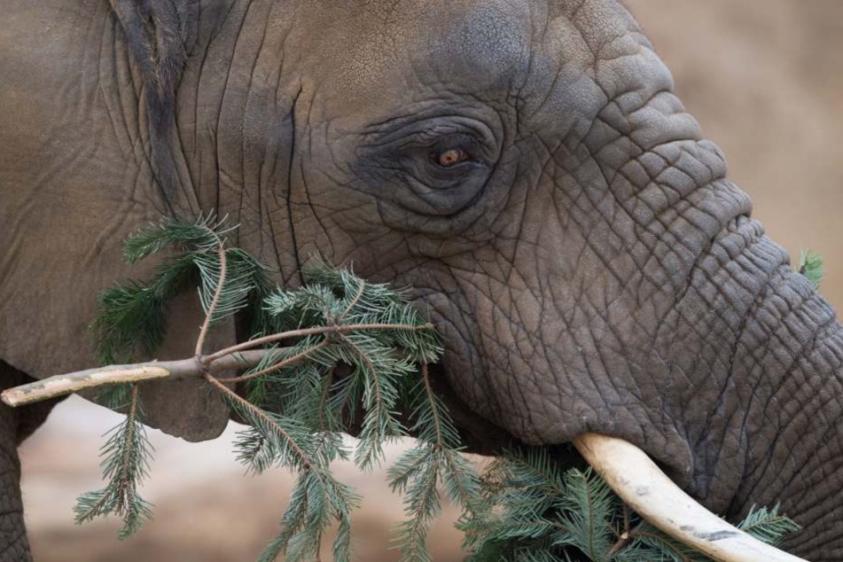 Ein Elefant kaut genüßlich auf einem Tannenbaum rum.