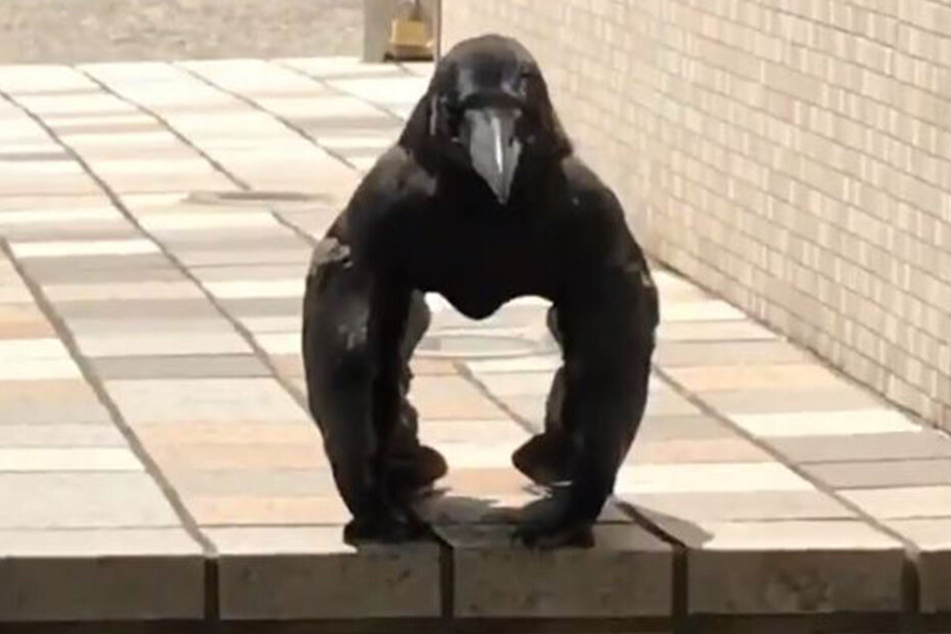 Gorilla-Krähe? Dieser Vogel sieht für viele gruselig aus.