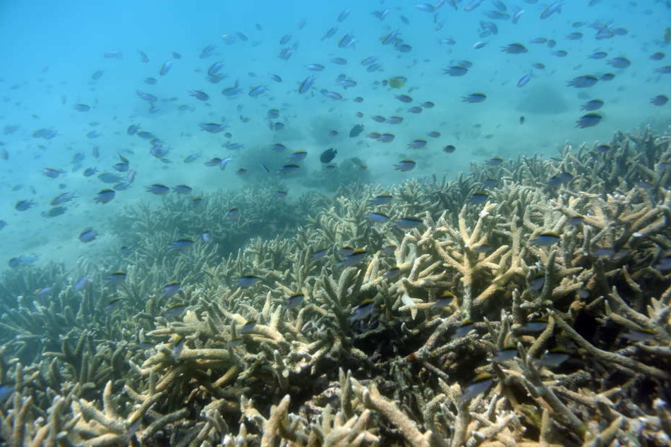 Tropische Fische schwimmen am Rand des Great Barrier Reef vor der Küste Australiens.