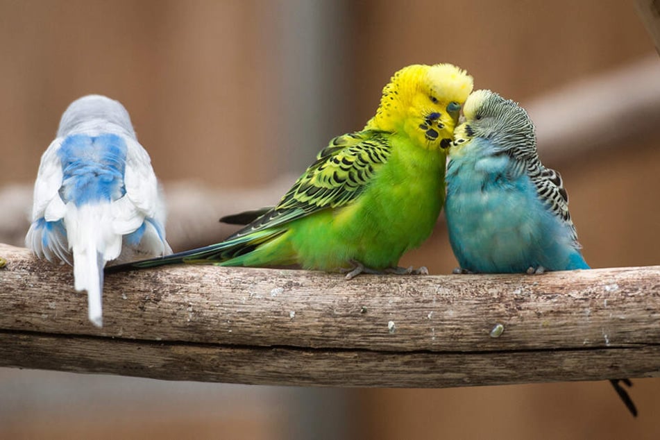 Das Wellensittich-Weibchen (re.) schmust mit einem Männchen. Der Vogel links hat erst mal Pech.