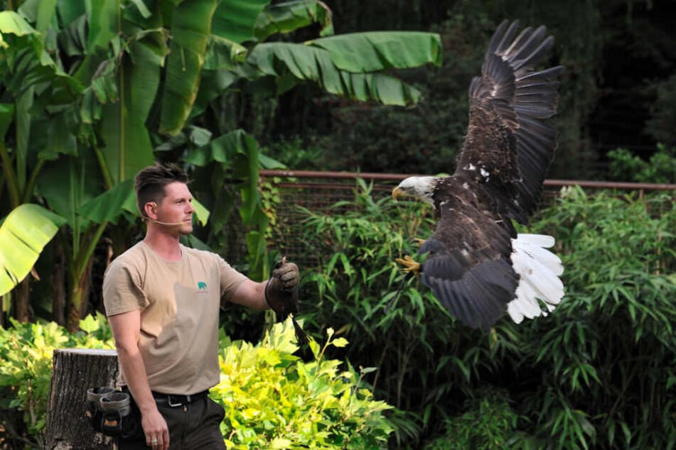 Ein Tierpfleger mit dem Weißkopfseeadler Paco.
