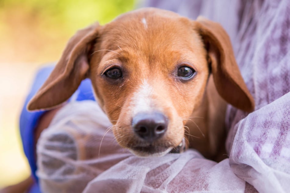 Wurde von Kindern fast zu Tode gequält: Hunde-Mädchen Nina.