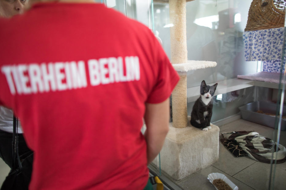 Die Tiervermittlung kann die Flut an Tiere nicht mehr bewältigen.