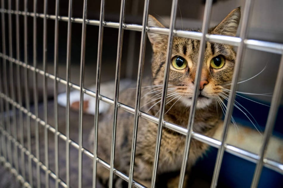 Die Katze wurde in einer Transportbox mit ins Polizeirevier gebracht.
