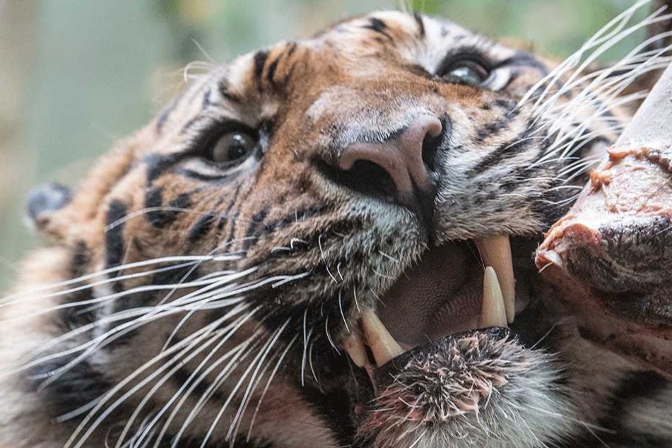 Der Sumatra-Tiger bis den 34-Jährigen zu Tode (Symbolbild).