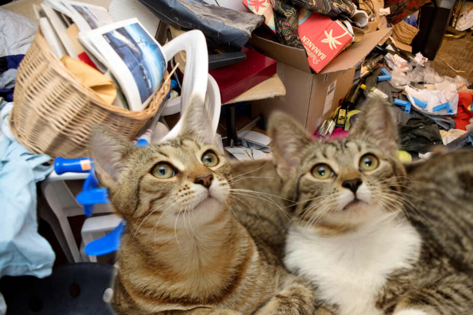 Ekelhaft Zwei Frauen Halten 100 Katzen Zwischen Mull Und Kot Tag24