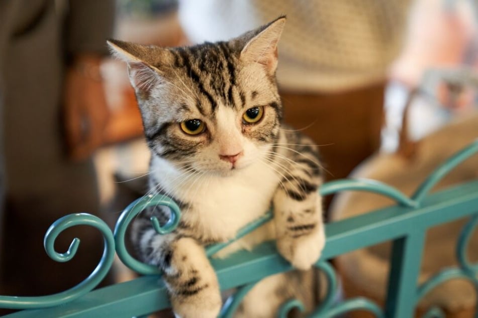 Älter, lauter, größer - die Katzen aus dem Guinness-Buch sind alles andere als Durchschnitt