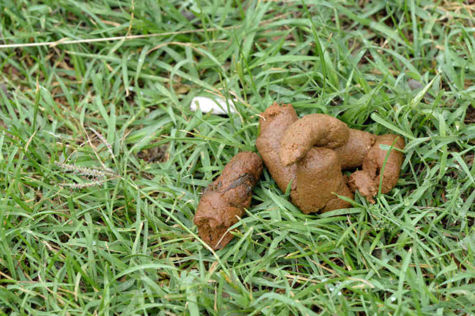 Hundekot bereitet Hessens Bauern starke Bauchschmerzen. (Symbolbild)