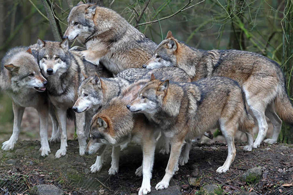 An den Ermittlungen nehmen auch Vertreter von Tierschutzorganisationen teil. (Symbolbild)