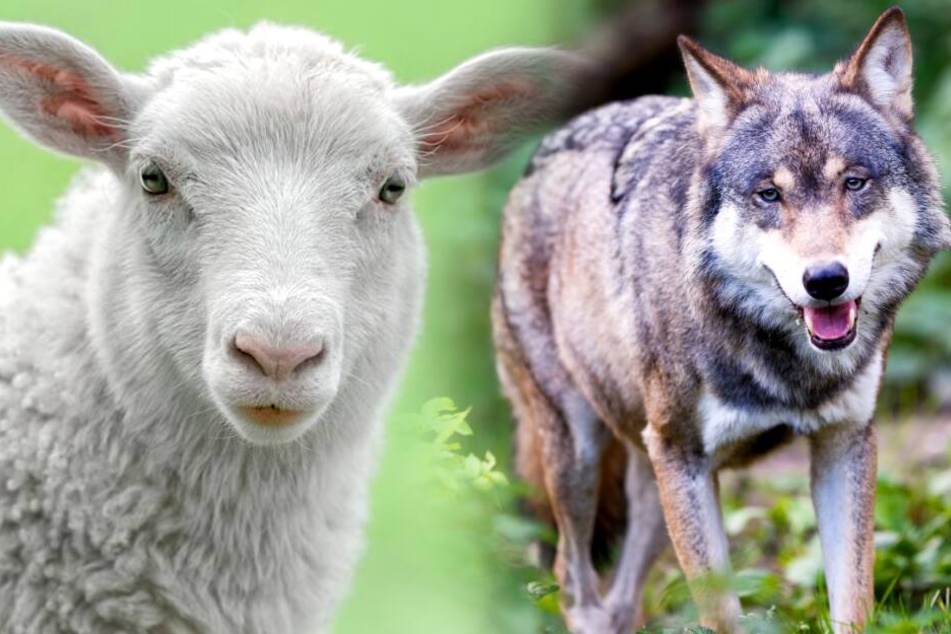 Gibt es etwa einen Wolf auf dem Berliner Stadtgebiet? (Symbolbild)