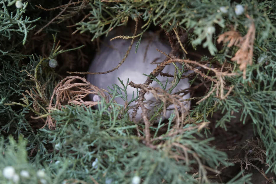 In einer Hecke wurde ein Drogenversteck entdeckt.