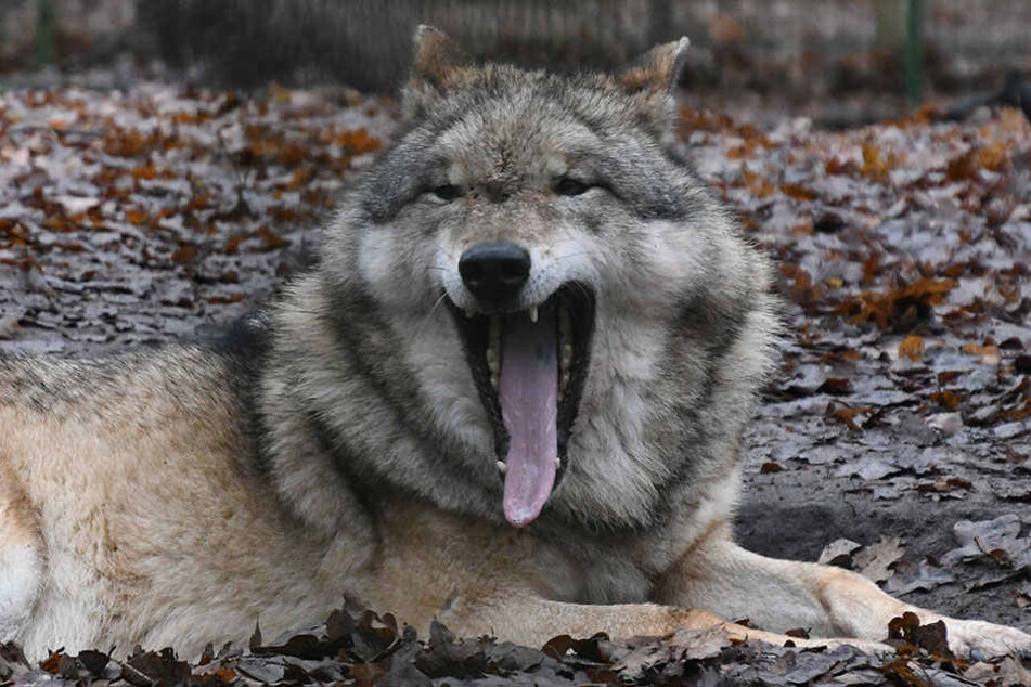 Dieser Wolf liegt in seinem Gehege im Wolfcenter in Niedersachsen.