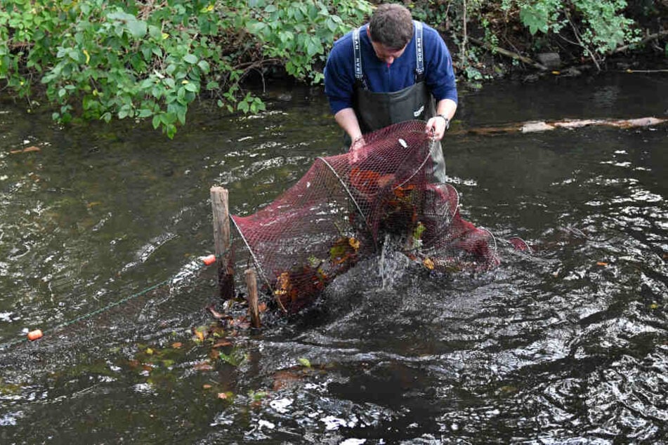 Mit einer sogenannten Reuse holt ein Mitarbeiter des Fischereiamtes die Tiere aus dem Teich.