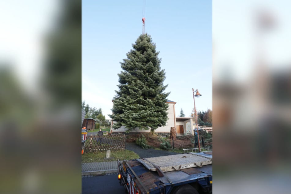 Die 50 Jahre alte und 20 Meter hohe Tanne hängt an einem Kranseil.