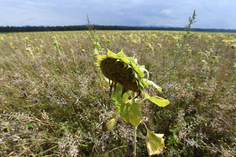 Eine der verseuchten Ackerflächen im Kreis Rastatt. Sie wurde zu eine Bienenweide umfunktioniert. (Archivbild)