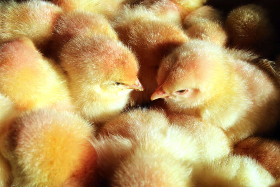 Etwa 45 Millionen männliche Küken werden jährlich in Deutschland geschreddert oder vergast.