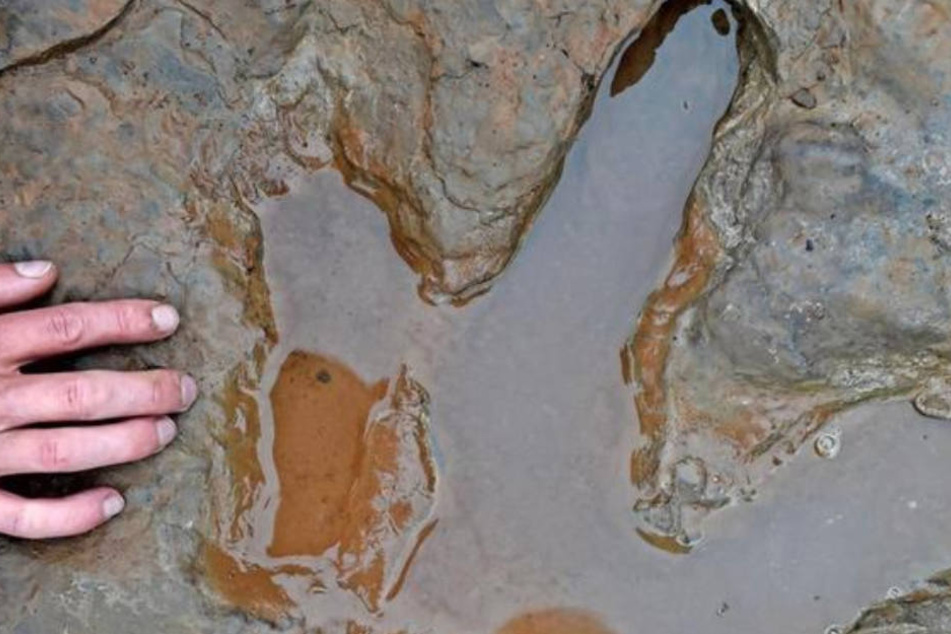 Der Fußabdruck eines Dinosauriers im Größenvergleich mit einer Hand,aufgenommen im Steinbruch in der Nähe des Dinoparks Münchehagen.