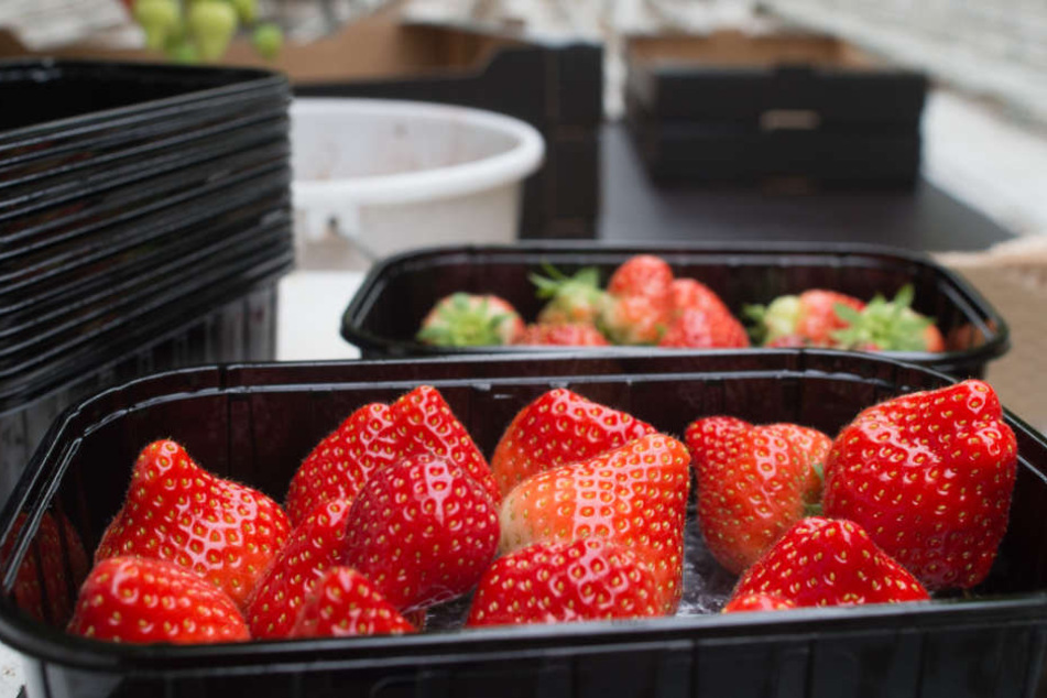Wer das süße Obst liebt, sollte jetzt noch schnell Erdbeeren pflücken gehen. Die Ernte fällt dieses Jahr allerdings mager aus.
