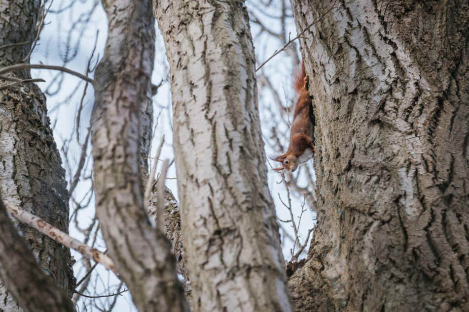 Noch am Montag hatten Ermittler Zeugen gesucht, die Hinweise zu dem verschwundenen Baum geben konnten (Symbolbild).