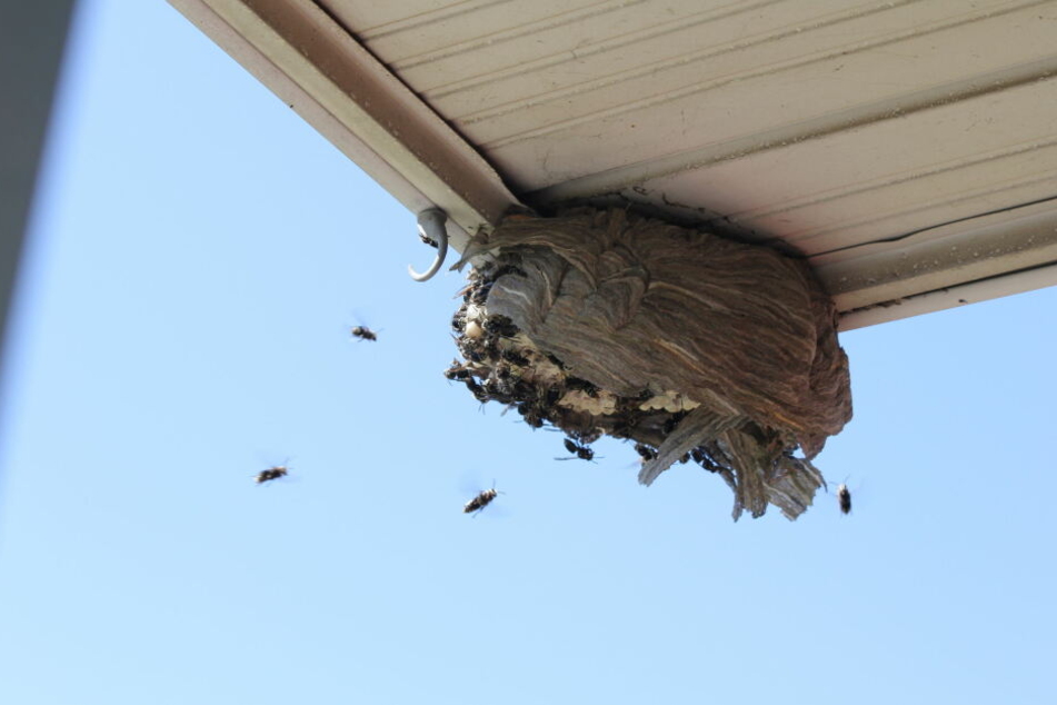 Die Hornissen fliegen in ihr Nest. Sie bilden einjährige Staaten.