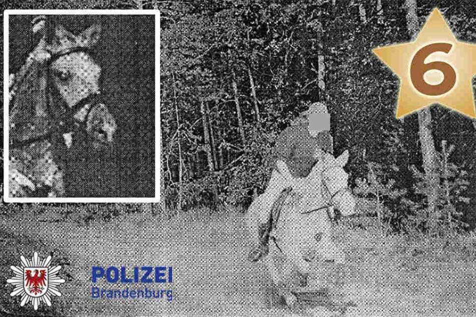 In Brandenburg wurde ein Pferd mitten im Galopp von einem Blitzer erfasst.